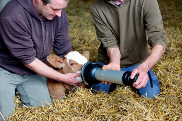 Calf Resuscitator - 图片 2