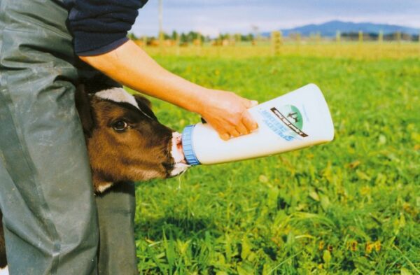 Calf Bottle Speedy Feeder - 图片 3