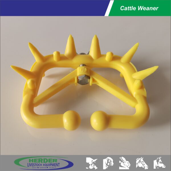 Cattle Weaner - 图片 2