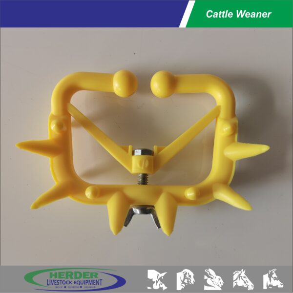 Cattle Weaner - 图片 3