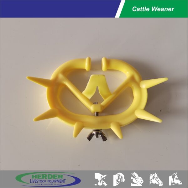 Cattle Weaner - 图片 5